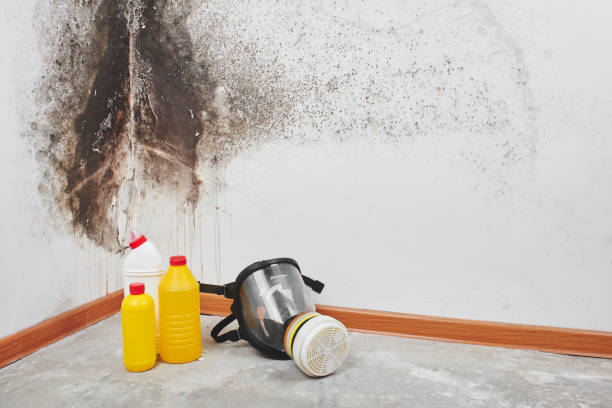 Home Mold Removal in Wakefield, MI