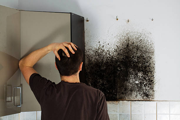 Best Mold Removal Company Near Me  in Wakefield, MI